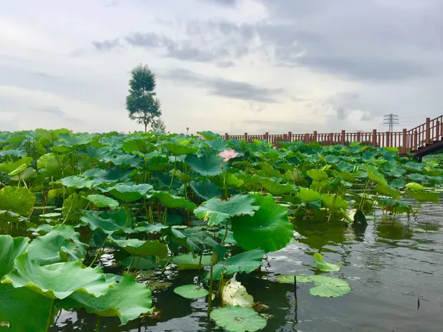 广东 · 江门 · 古劳水乡